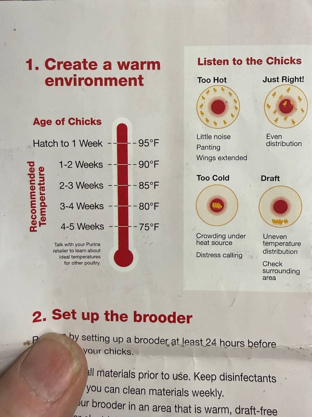 Raising Chickens