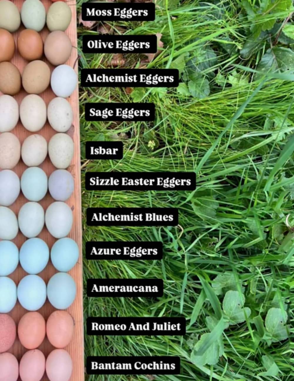 Raising Chickens