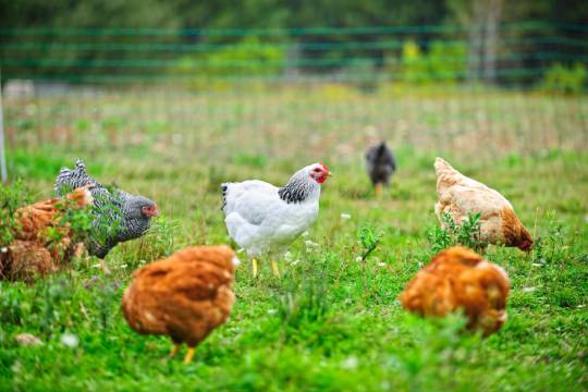 Raising Chickens